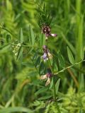 Vicia sepium