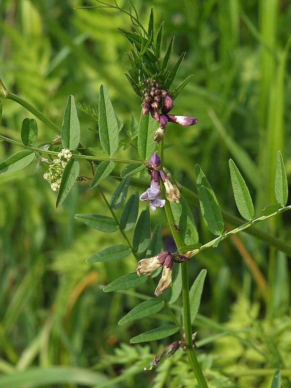 Image of Vicia sepium specimen.