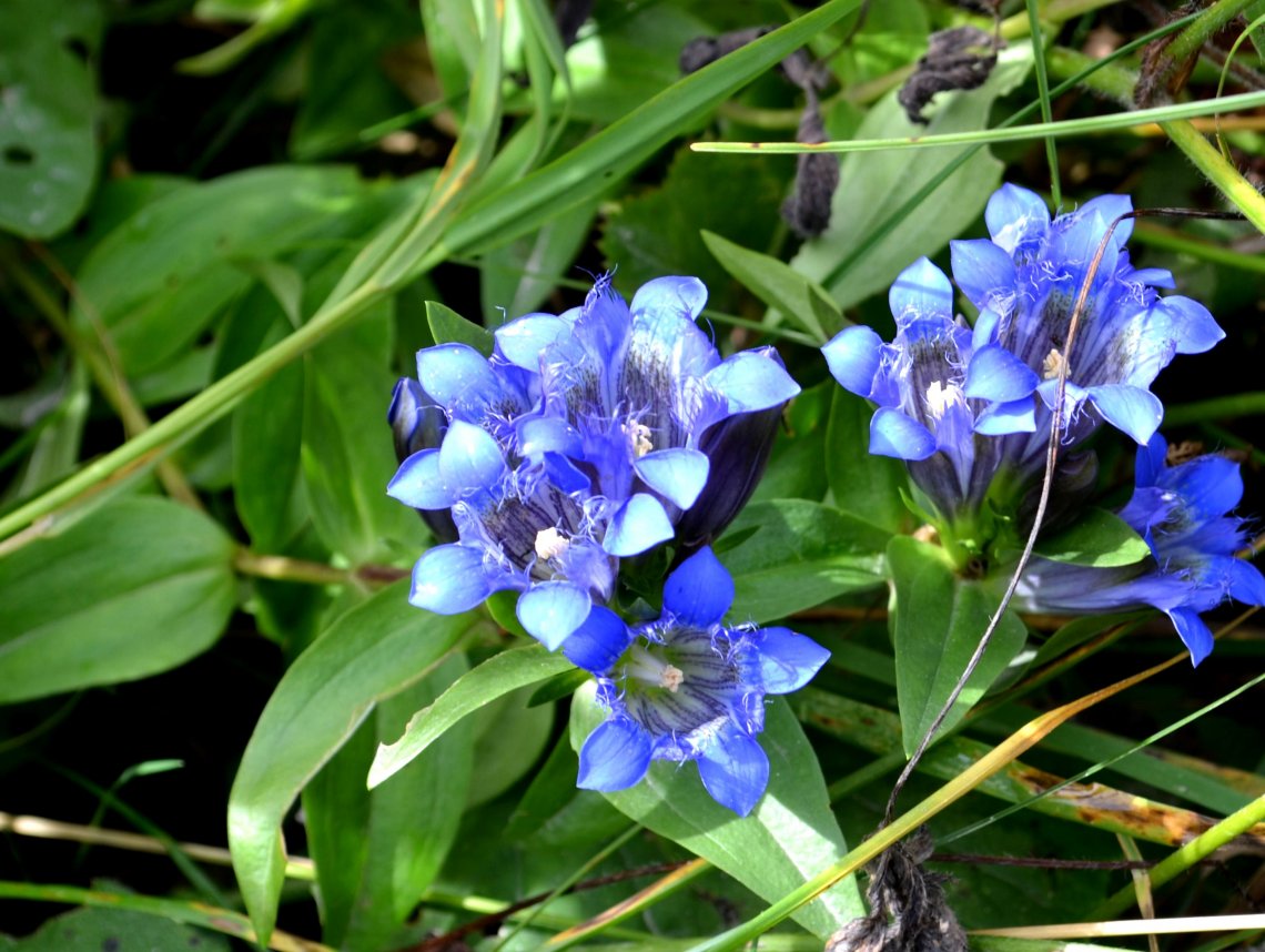 Image of Gentiana septemfida specimen.