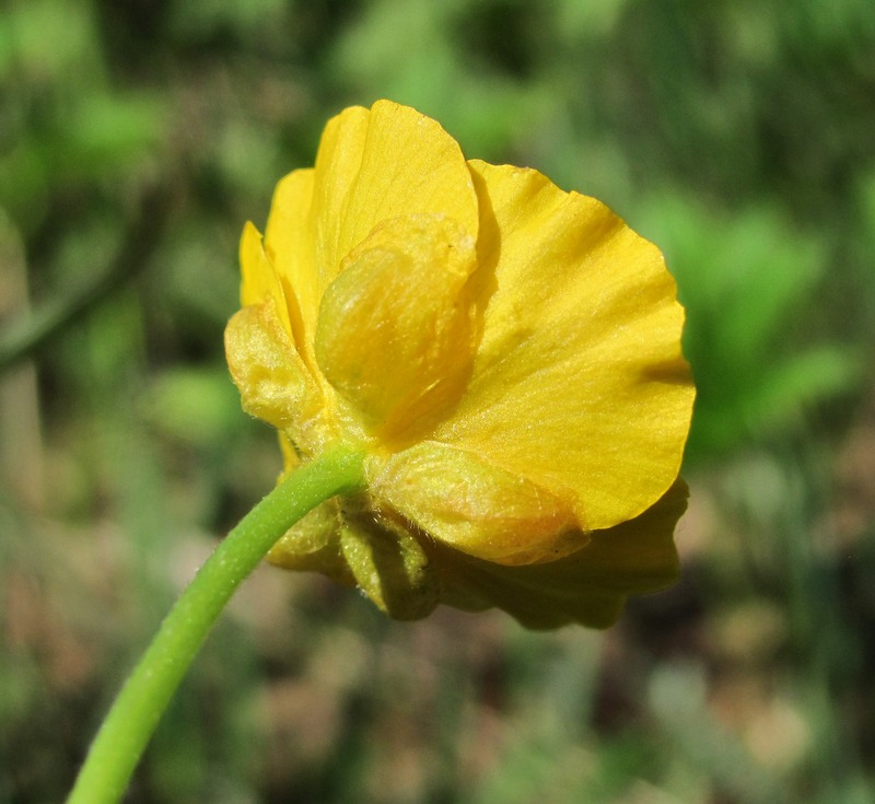 Изображение особи Ranunculus cassubicus.