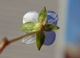 Veronica persica