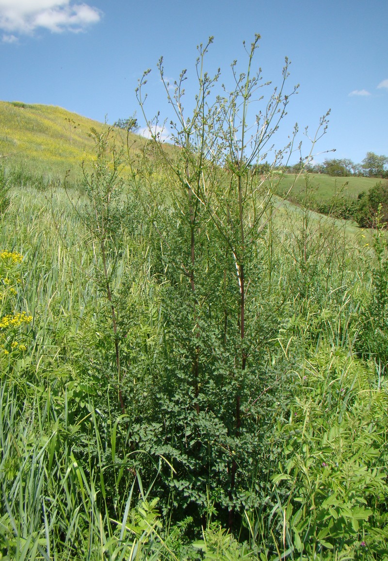 Image of Thalictrum minus specimen.