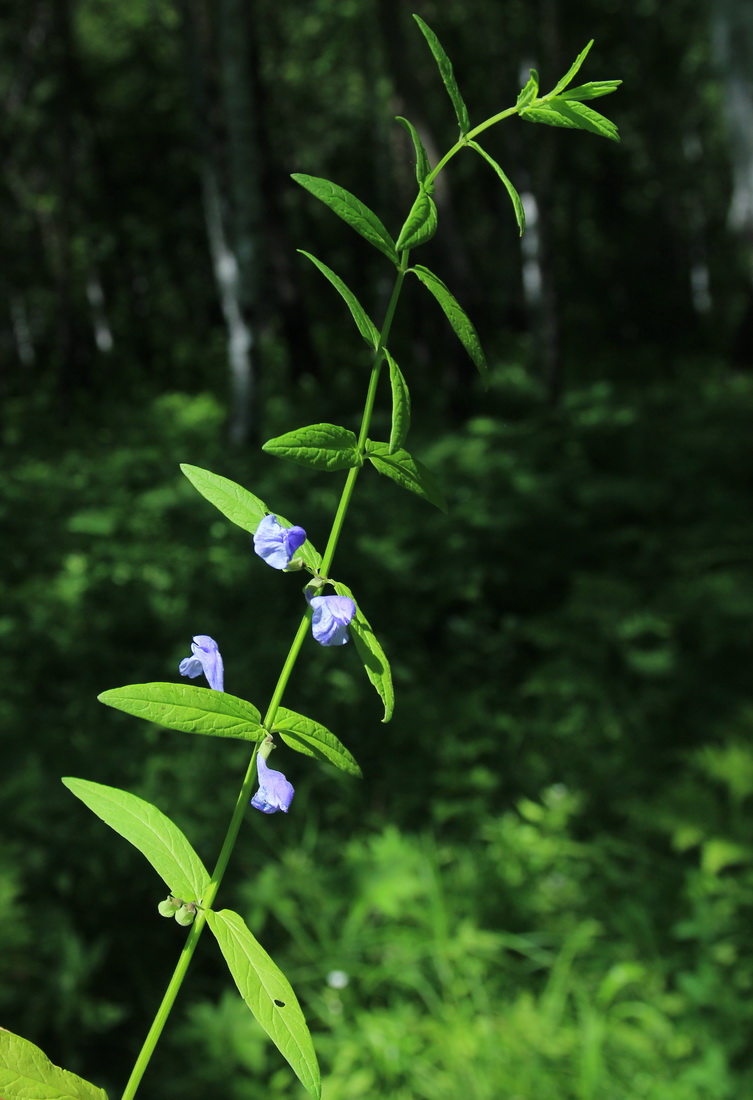 Изображение особи Scutellaria ochotensis.