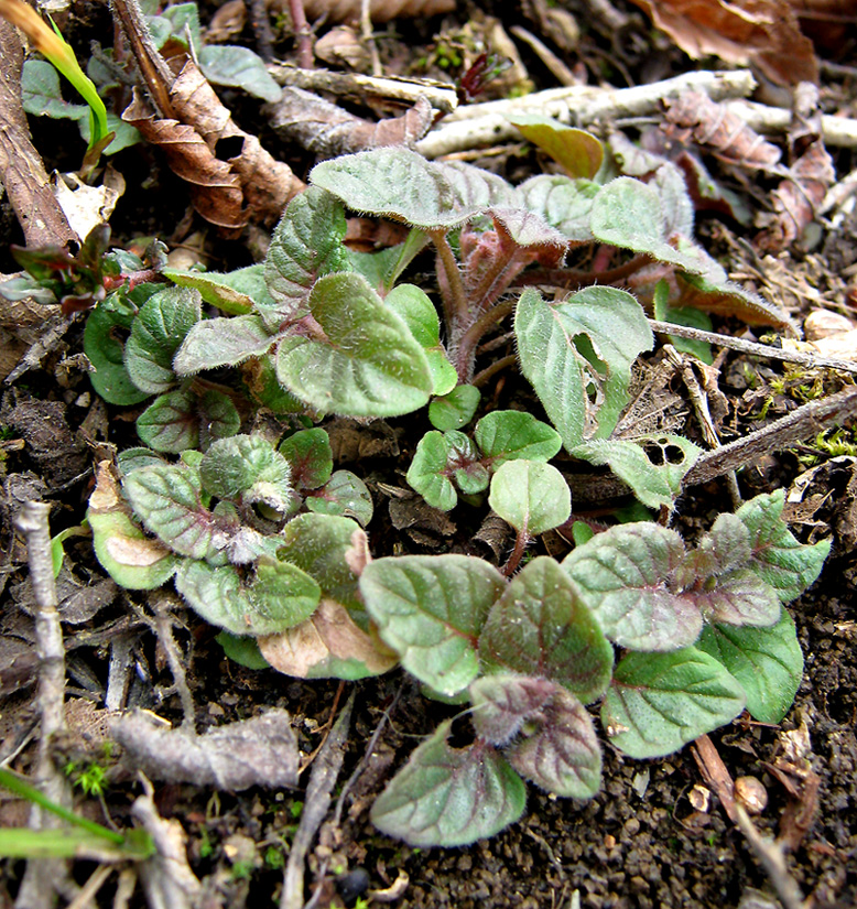 Image of Clinopodium caucasicum specimen.