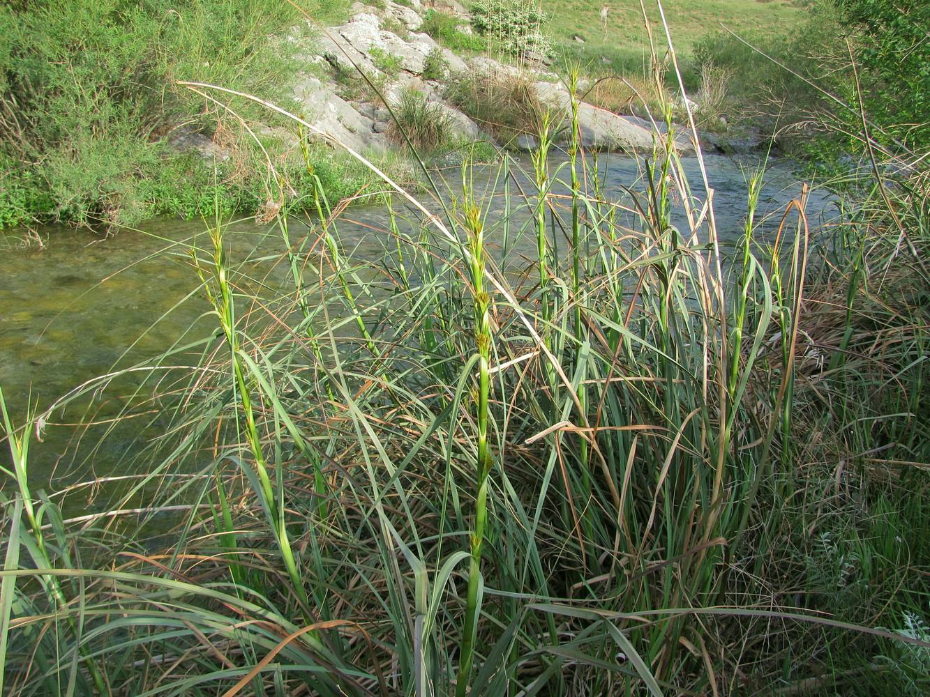 Image of Cladium martii specimen.