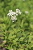 Galium boreale