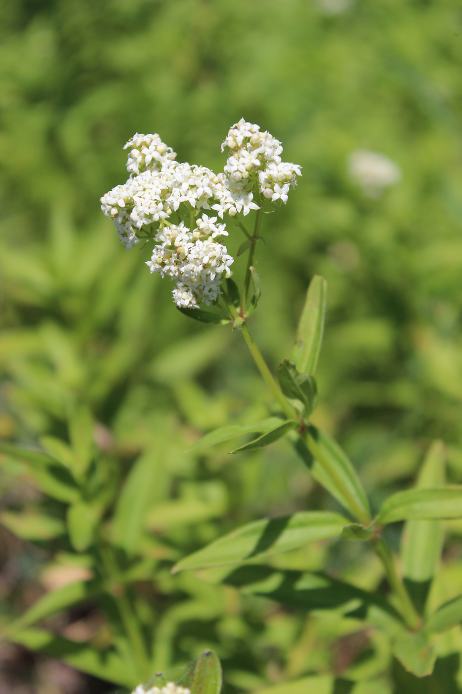Image of Galium boreale specimen.