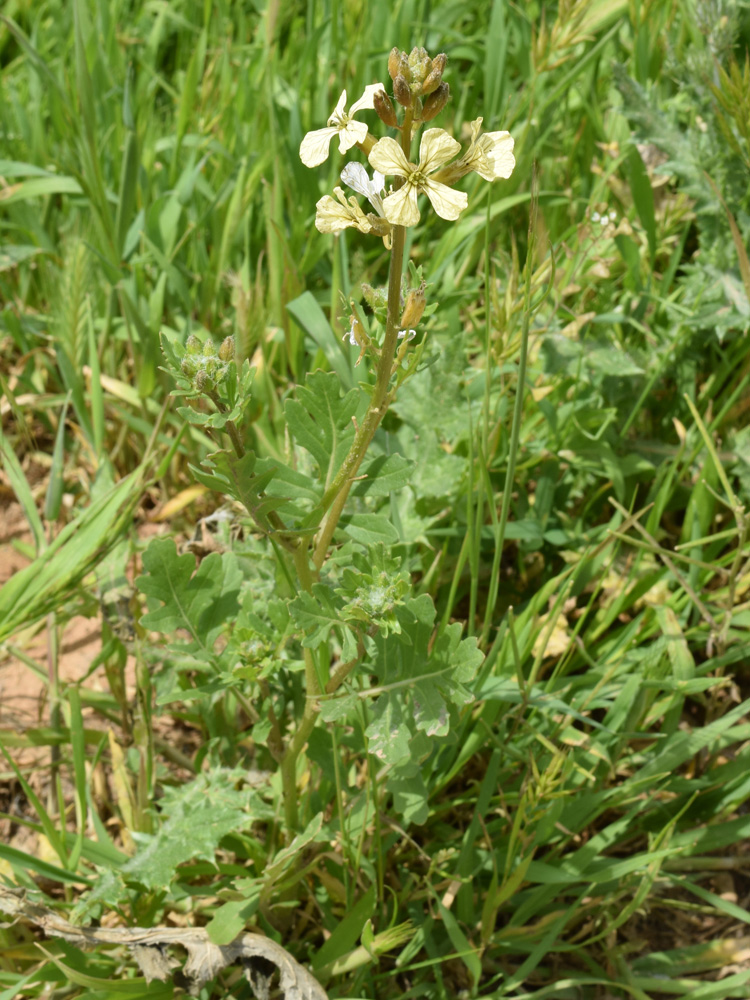 Изображение особи Eruca sativa.