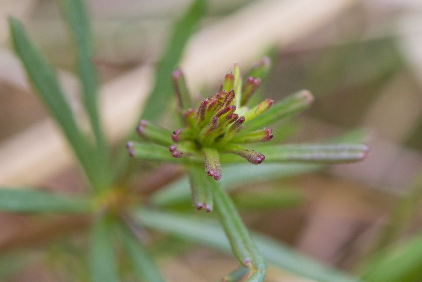 Image of Galium verum specimen.