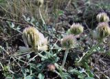 Hedysarum grandiflorum