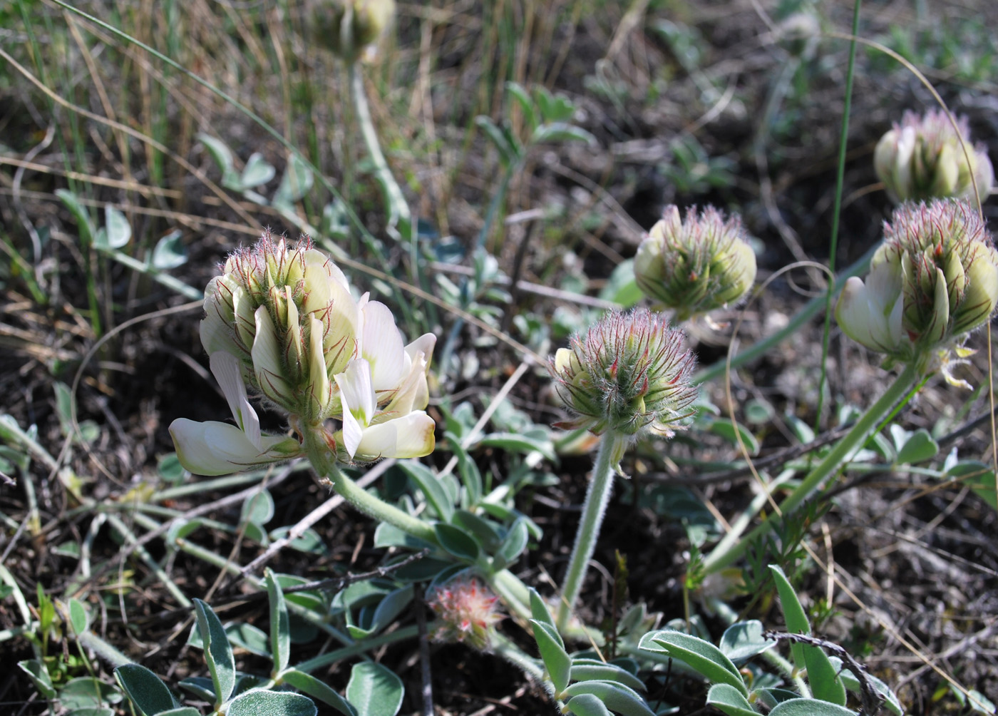 Image of Hedysarum grandiflorum specimen.