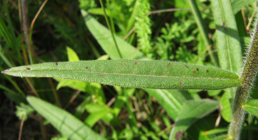 Image of Echium russicum specimen.