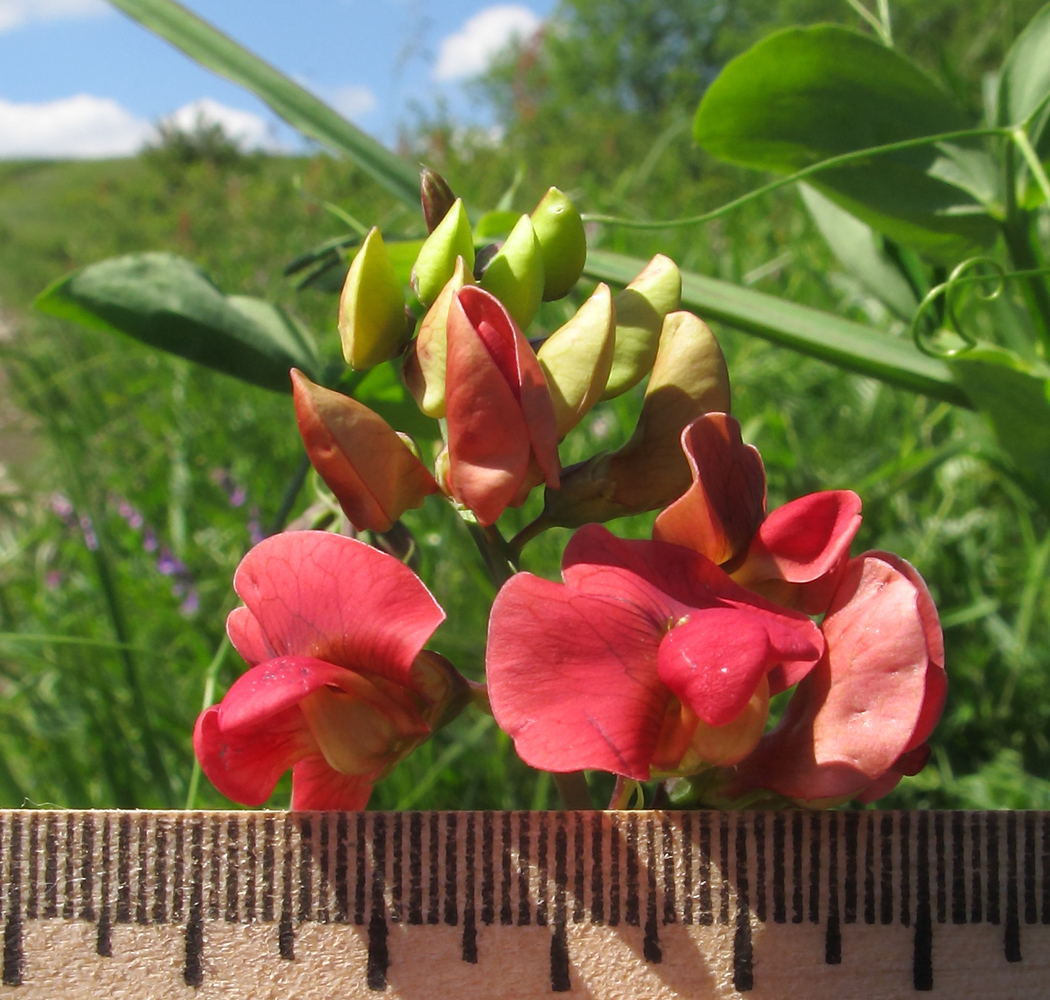 Изображение особи Lathyrus miniatus.