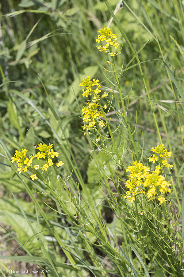 Image of Barbarea arcuata specimen.