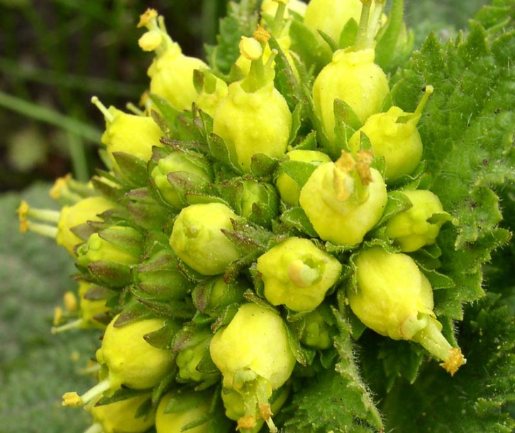 Image of Scrophularia vernalis specimen.