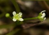 Megadenia speluncarum