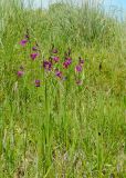 Gladiolus tenuis