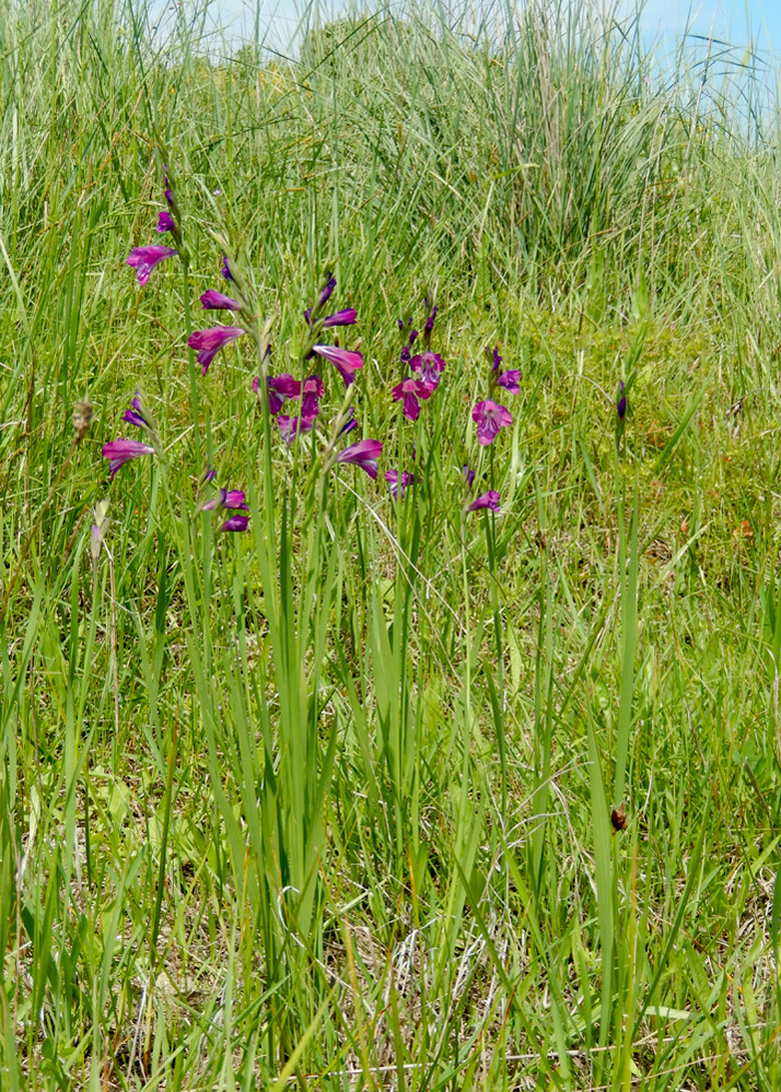 Image of Gladiolus tenuis specimen.