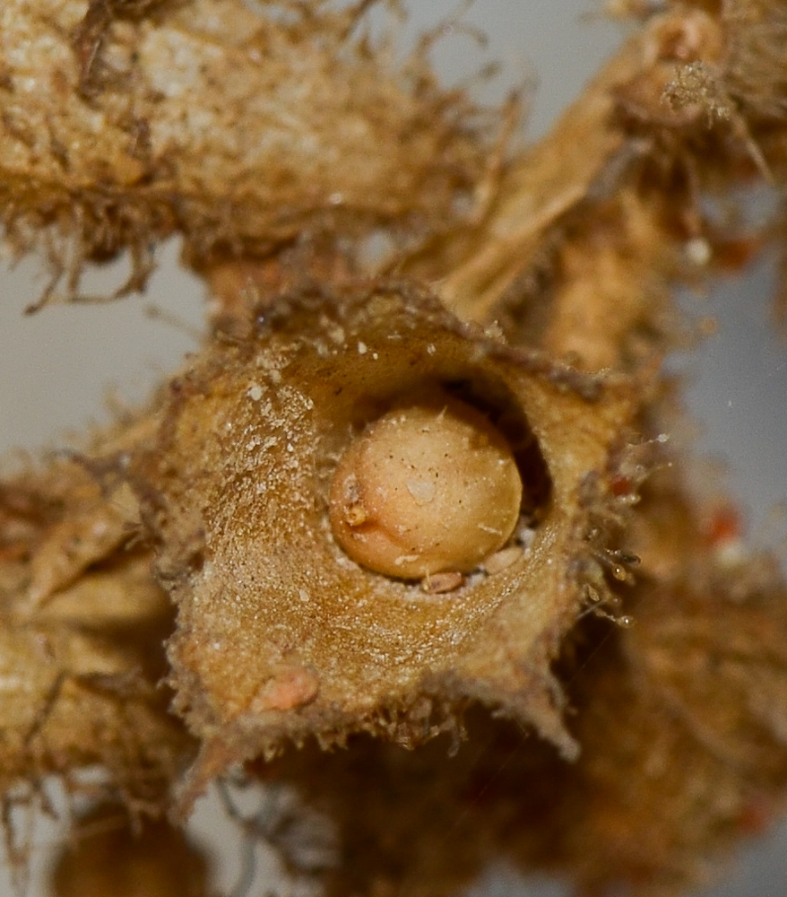Изображение особи Hyoscyamus desertorum .