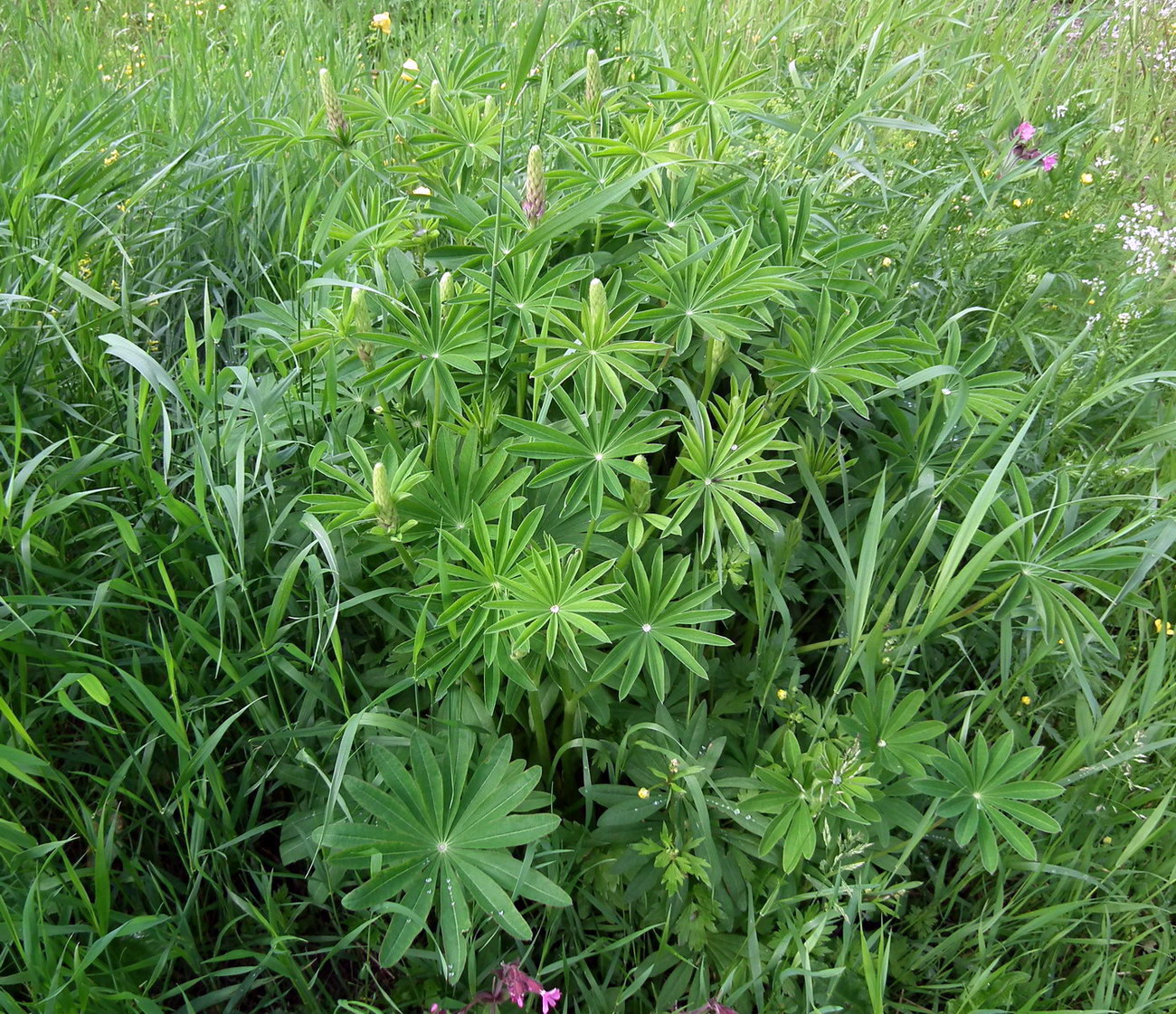 Изображение особи Lupinus polyphyllus.