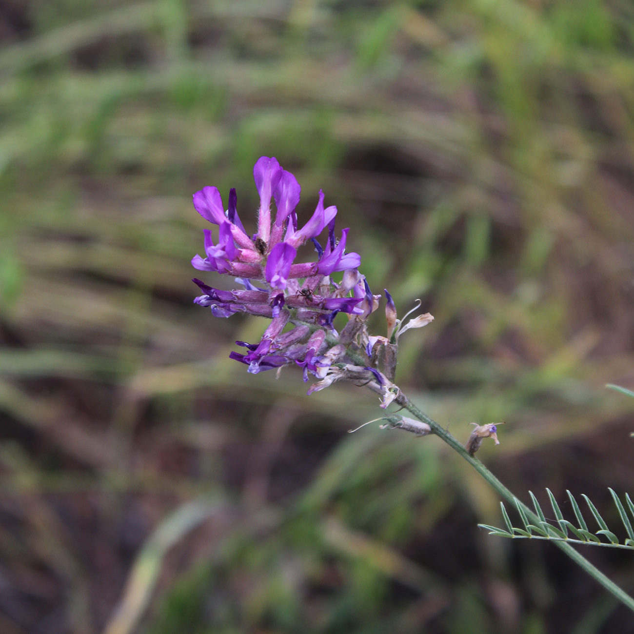 Изображение особи Astragalus varius.