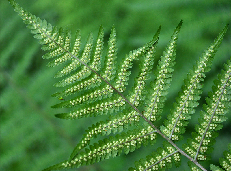 Image of Dryopteris filix-mas specimen.