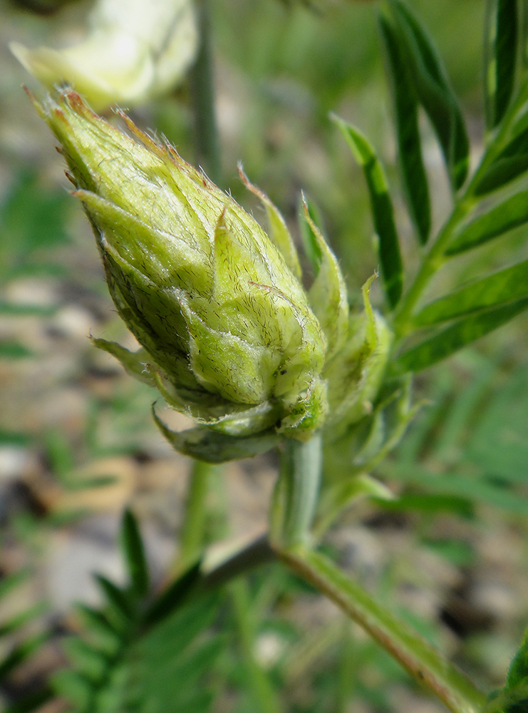 Изображение особи Astragalus uliginosus.