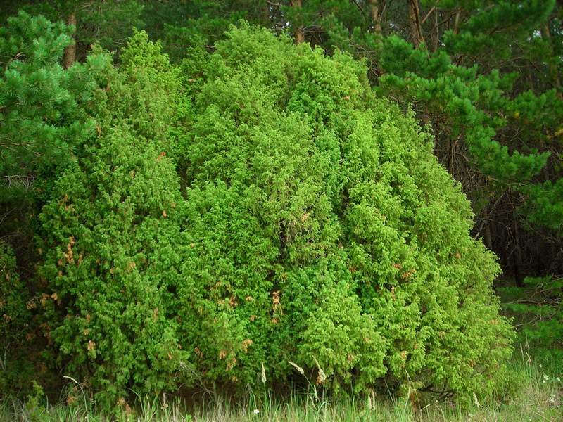 Изображение особи Juniperus communis.