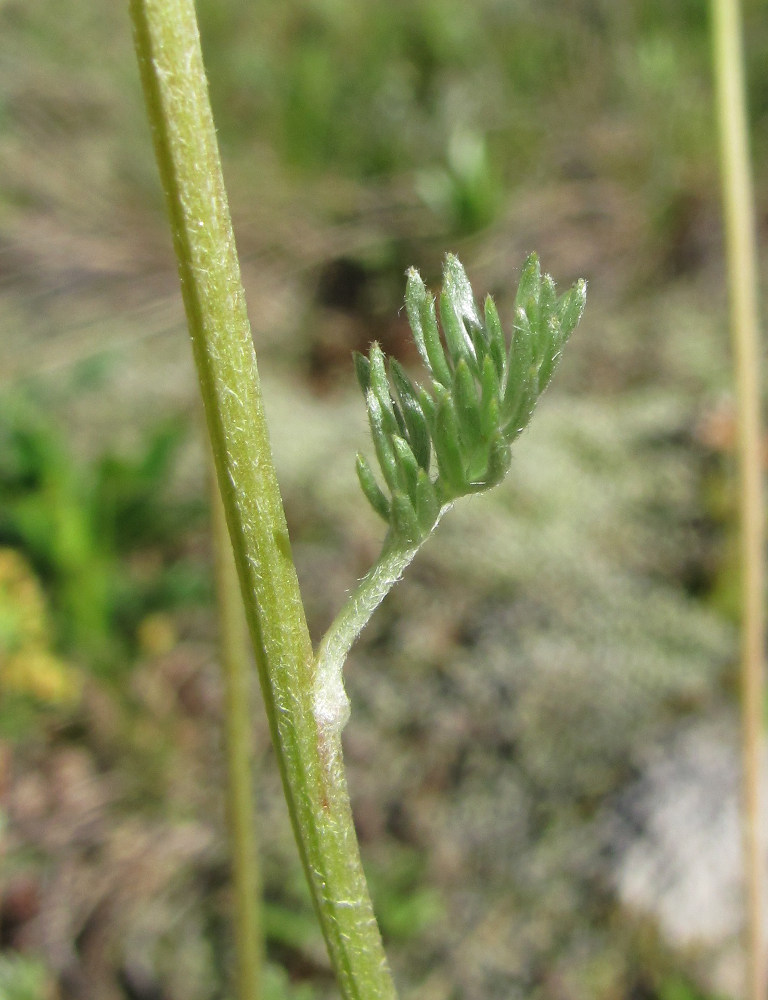 Image of Anthemis marschalliana ssp. pectinata specimen.