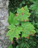 Sorbus torminalis