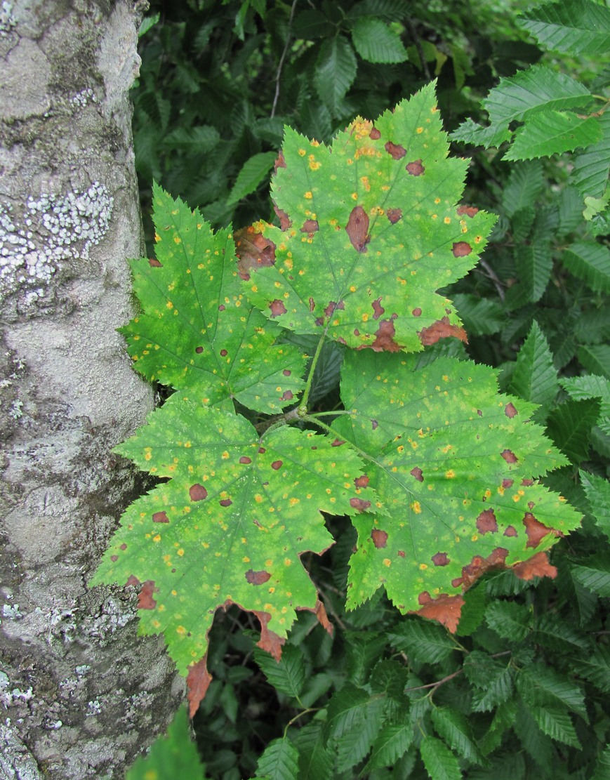 Изображение особи Sorbus torminalis.