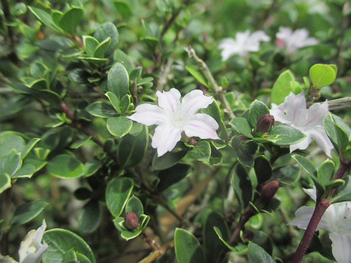 Изображение особи Serissa japonica.