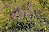 Salvia tesquicola