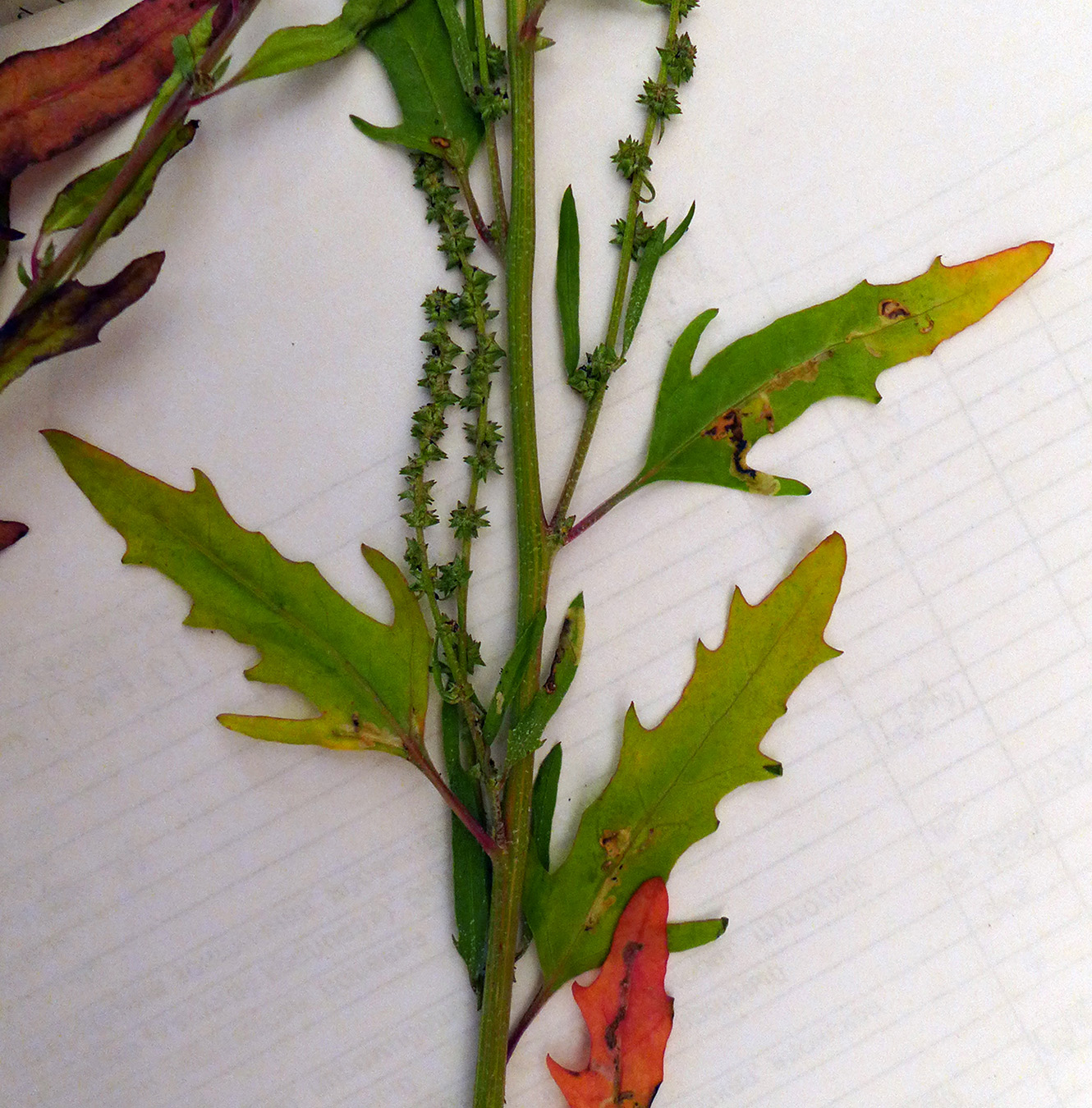 Image of Atriplex subcordata specimen.