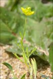 Ranunculus arvensis