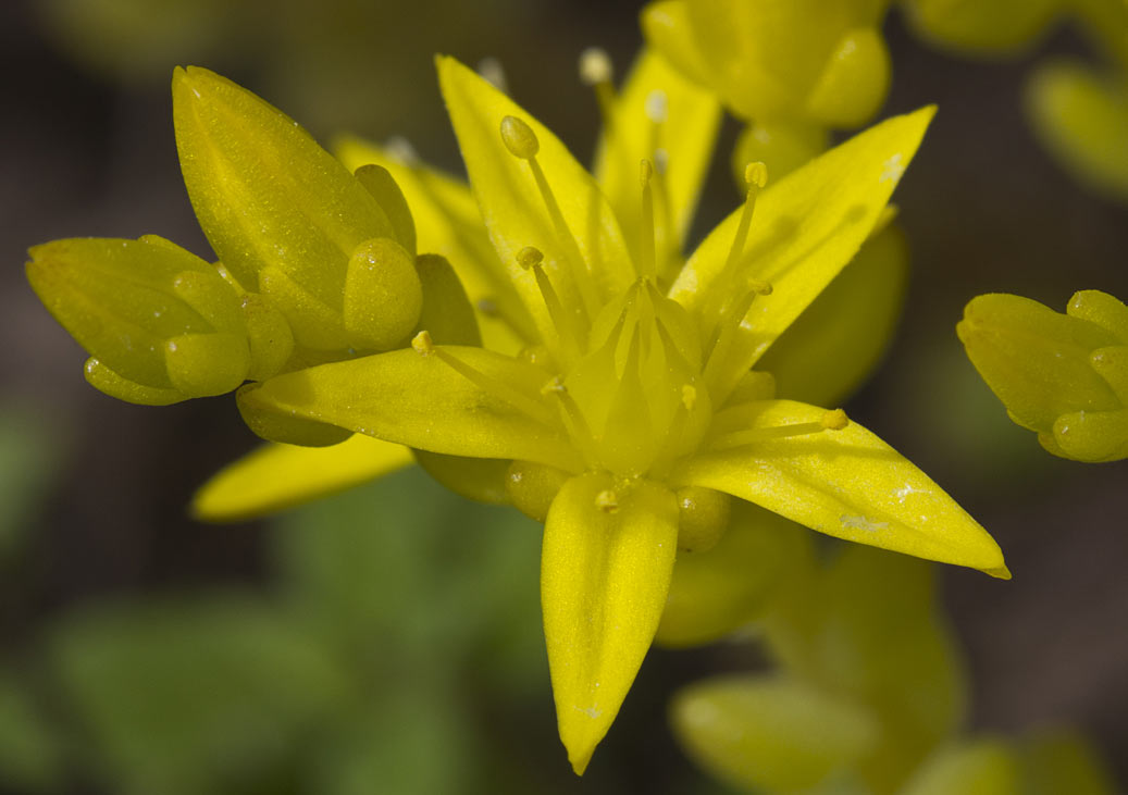 Изображение особи Sedum acre.