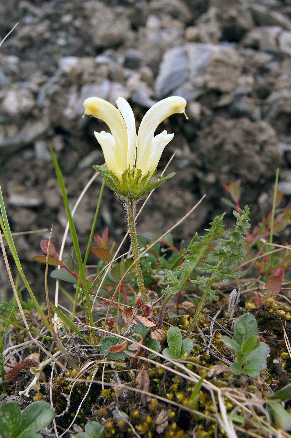 Image of Pedicularis capitata specimen.