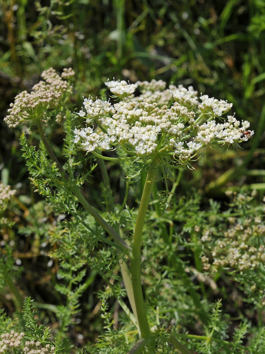 Image of Schrenkia golickeana specimen.