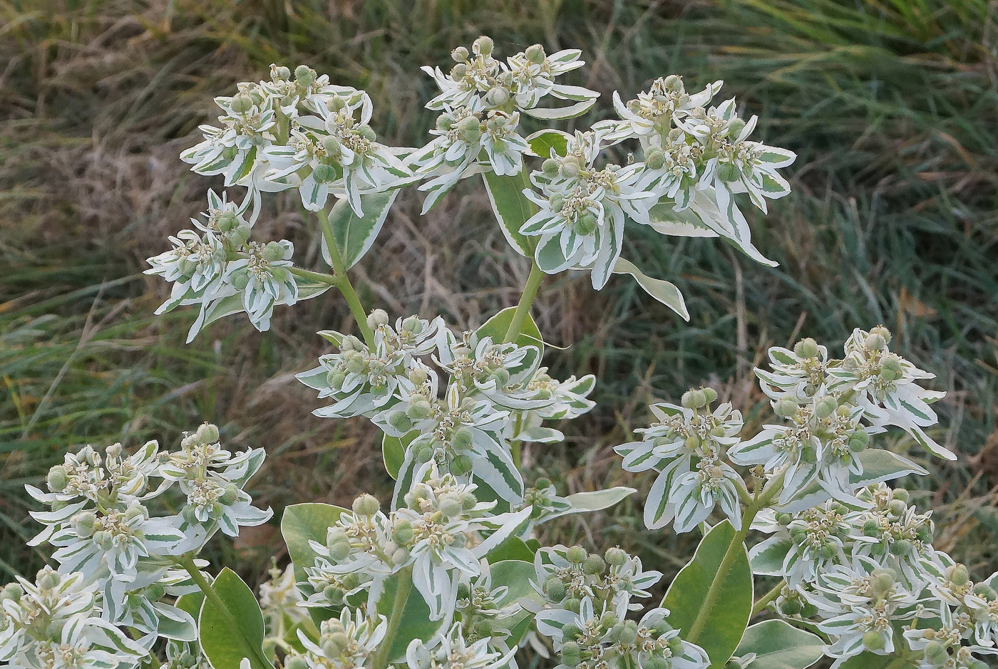 Image of Euphorbia marginata specimen.