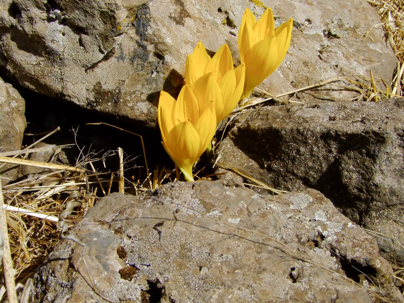 Image of Sternbergia clusiana specimen.