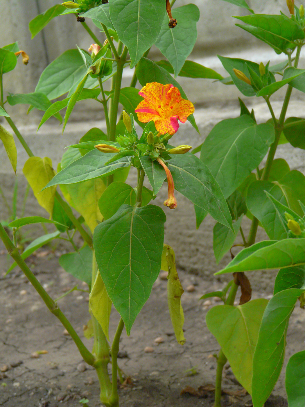 Изображение особи Mirabilis jalapa.