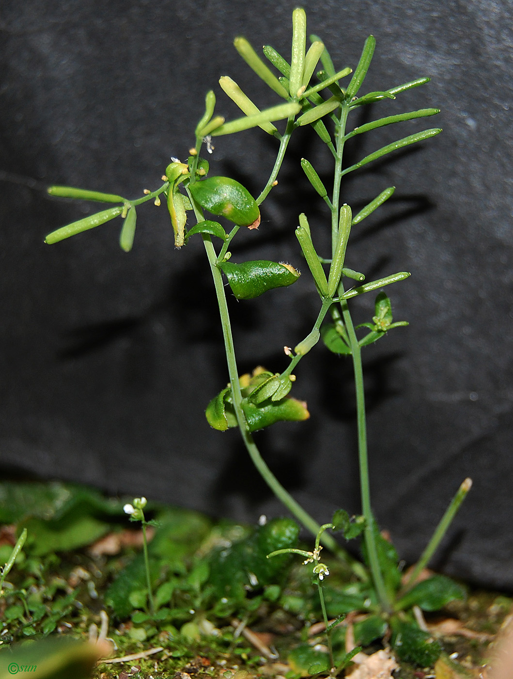 Image of Arabidopsis thaliana specimen.
