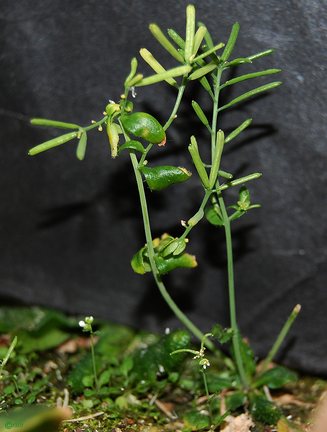 Изображение особи Arabidopsis thaliana.