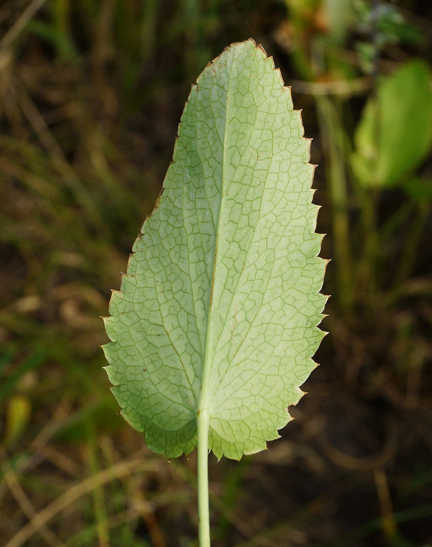 Image of Eryngium planum specimen.