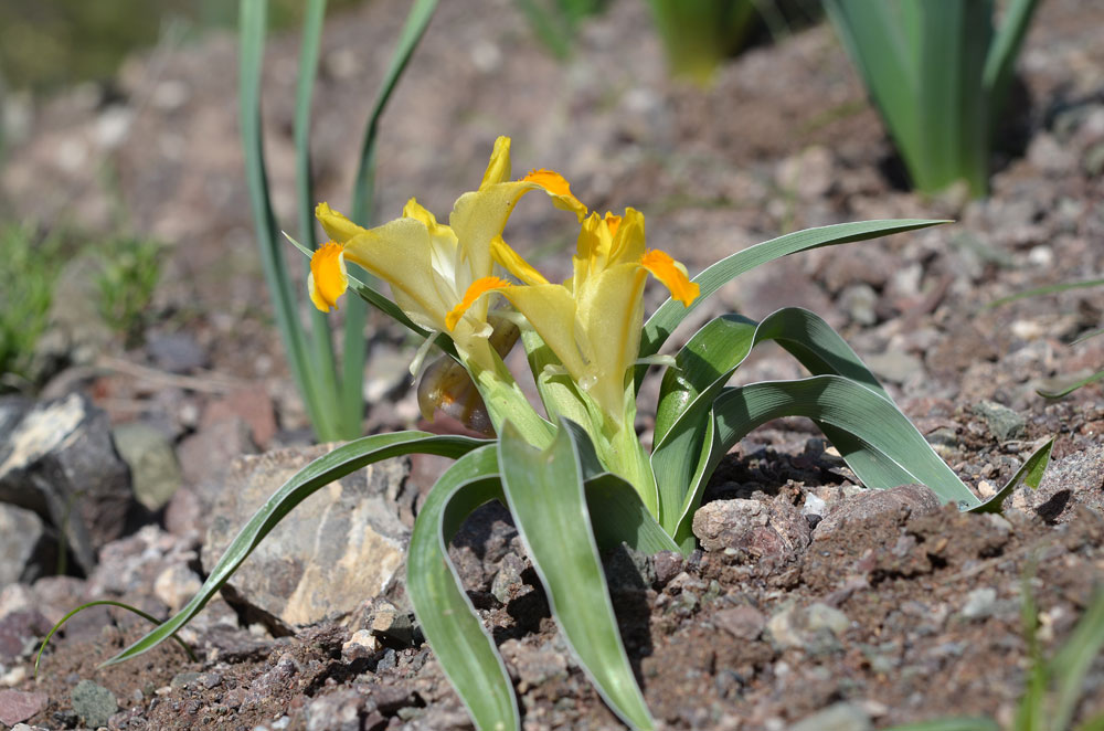 Изображение особи Juno orchioides.