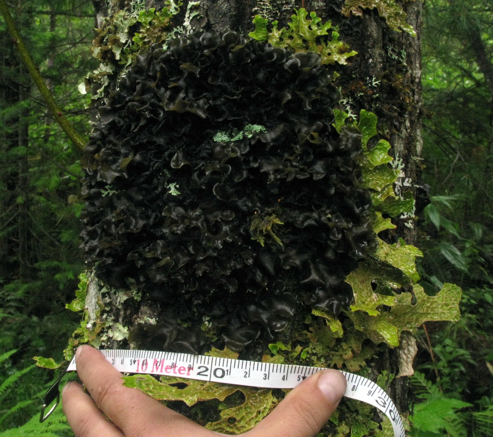 Изображение особи Leptogium burnetiae.