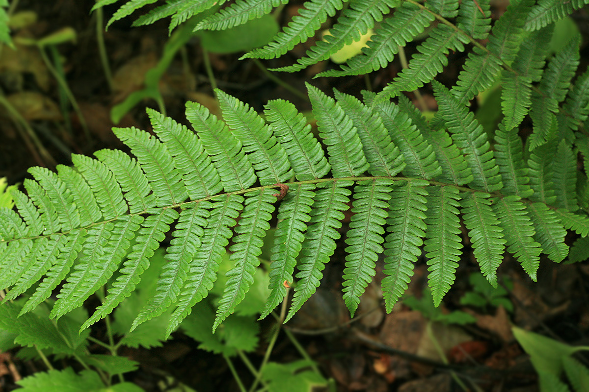 Изображение особи Dryopteris crassirhizoma.