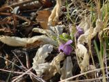 Viola gmeliniana