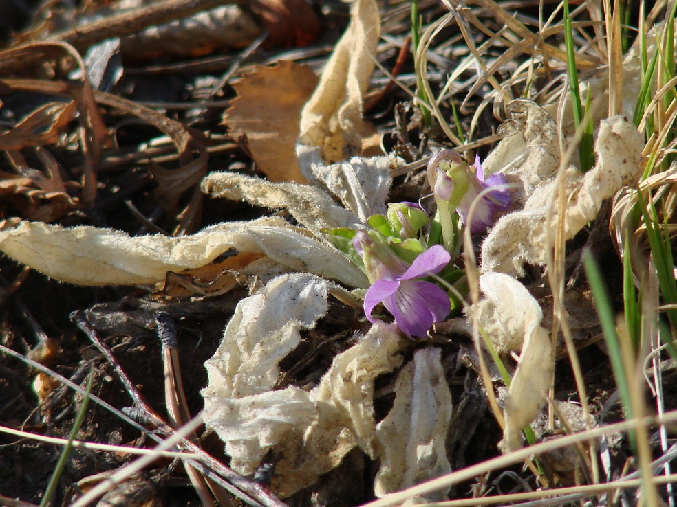 Image of Viola gmeliniana specimen.