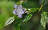 Strobilanthes